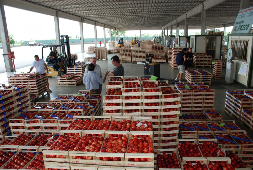 mercato ortofrutticolo commercializzazione pesche